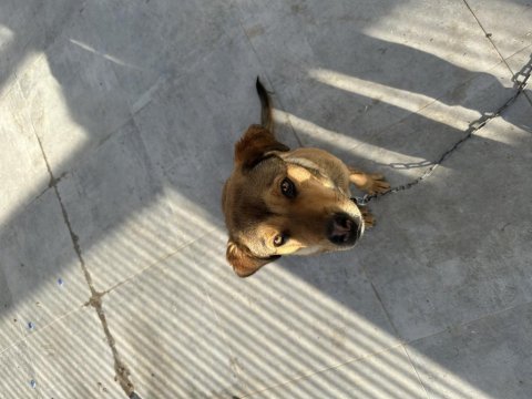 Rottweiler karması köpeğim sahiplendirilecek
