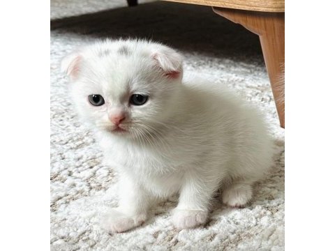 Scottish fold ve british shorthair yavrular