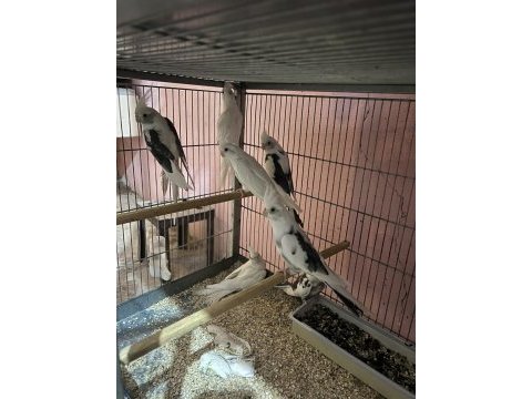 Albino ve wifi pied sultan papağanı