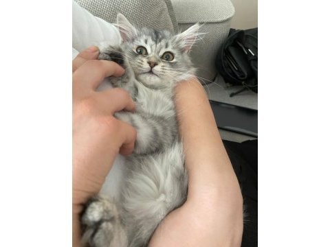 British longhair 4 aylık