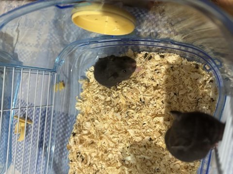 Yavru suriye hamsterları