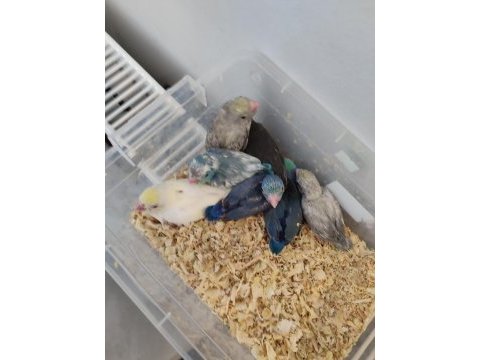 El besleme renk renk forpus yavrular