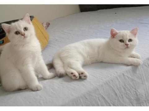 3 bucuk aylık dısı brısth shorthaır kardesler