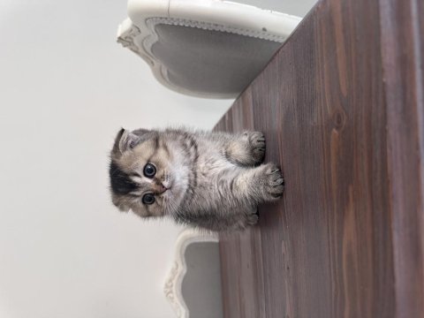 Erkek scottish fold yavrum