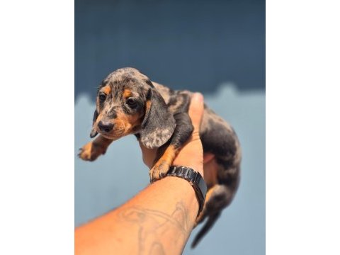 Yurtdışından dachshund yavrular