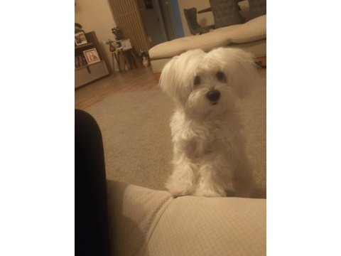Çiftleştirme maltese köpeği