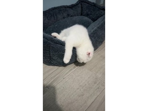 4 aylık scottish fold