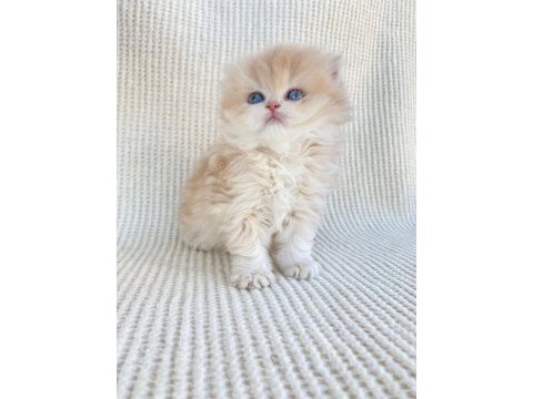 British longhair cy12 lesley yeni yuvasını arıyor