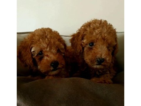 Toy poodle 4 aylık yavru