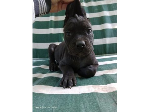 Cane corso yavrularımız ırk garantilidir