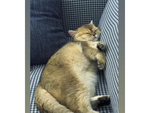 British shorthair kızımıza eş arıyoruz