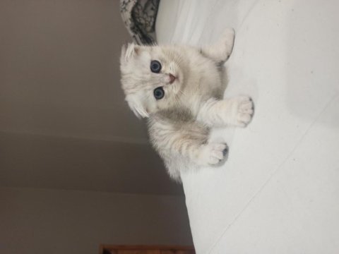1.5 aylık scottish fold silver yavru