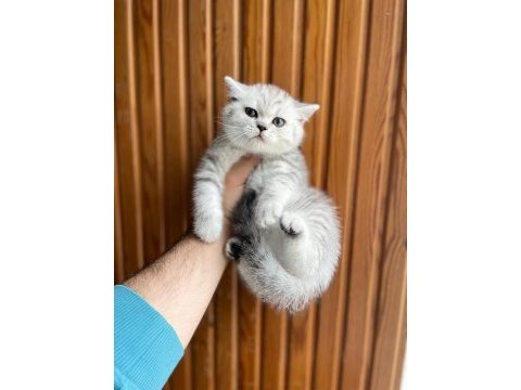 British shorthair silver point 2 aylık dişi