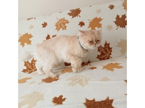 Persian chinchilla