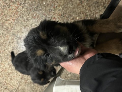 Yavru köpeklerimize yuva arıyoruz