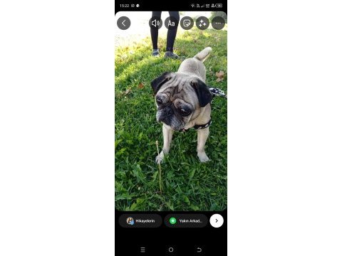 Acil safkan temiz pug