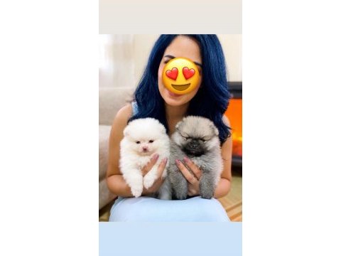 Üst kalite pomeranian boo orange ve beyaz yavrularımız