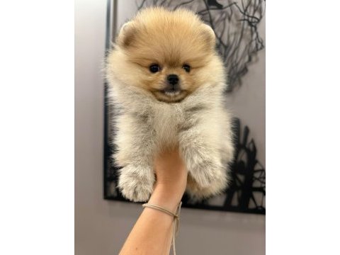 Teacup dişi teddy bear pomeranian