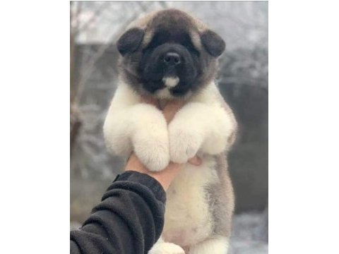 Sevimli akita yavrular
