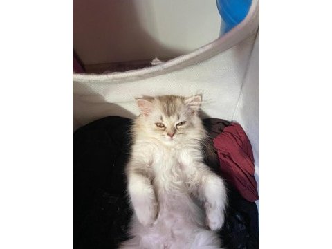 Erkek british longhair yavrumuz
