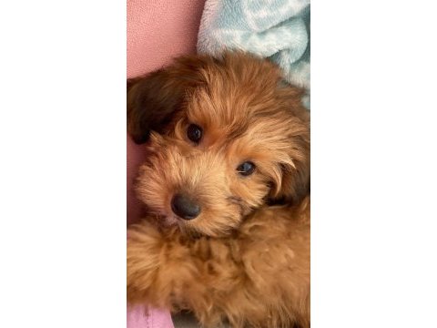 2.5 aylık maltipoo dişi yavrumuz