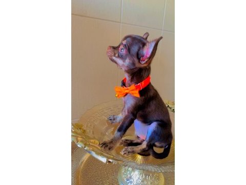 Harika 4 aylık choco dişi chihuahua elma kafa