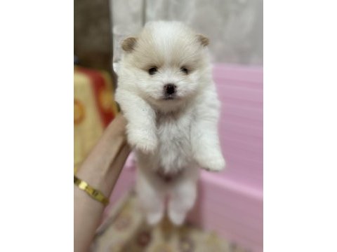 Pomeranian 1 ay sonra rezerve olacaktır 1 aylıktır