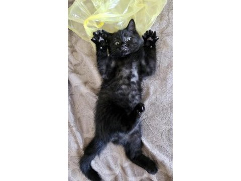 Minik british shorthair bebek ailesini arıyor