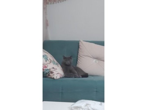 Kedimize yeni yuvasını arıyoruz (dişi)
