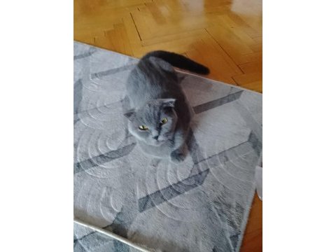 18 aylık 2 kedim sağlık nedeniyle sahiplendirilecektir