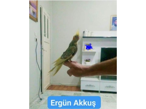 Tam evcil sultan papağanı yavru
