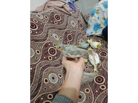 İzmir kemalpaşa yavru sultan papağanı rezerve yapılır
