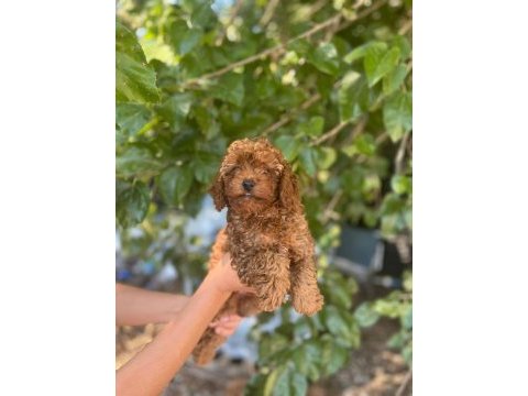 Orjinal toy poodle