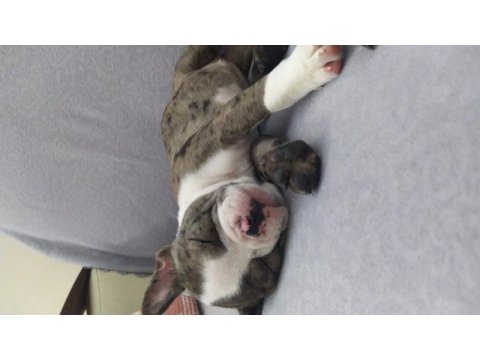 Merle ve siyah french bulldog çok uygun fiyata