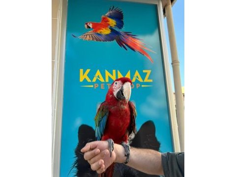 Eğitimli ara macaw papağanlarımız gönderim mevcut