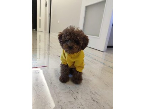 Sevgi ile bakılan toy ve teacup (bardak) boy poodle