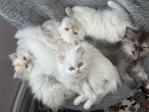 Mavi göz yavru iran kedisi