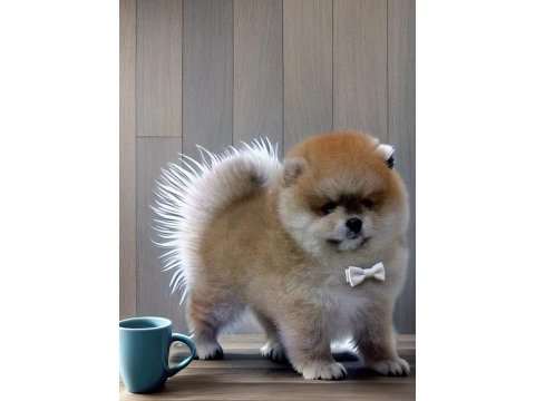 Turuncu renk ayı surat pomeranian boo 2 aylık erkek yavrum