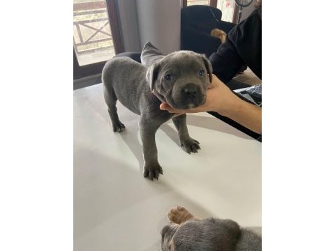 A kalite cane corso safkan blue ve blue tan