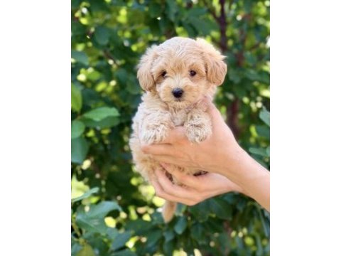 Maltipoo safkan