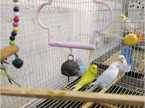 Sahiplendirme muhabbet kuşlarımız