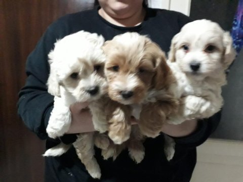 Maltipoo bebekler
