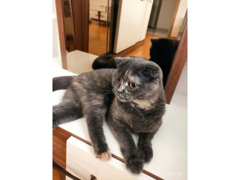 Ücretsiz sahiplendirme scottish fold