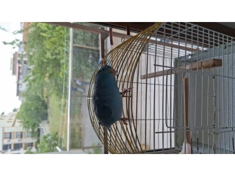 Sahibinden ele alışkın forpus papağanı çok neşeli