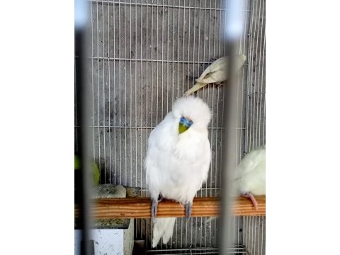 Show ve ingiliz çekoslovak kuşlar