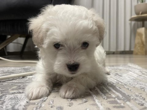 3 aylık oyun canlısı evcil bichon frise yavrusu