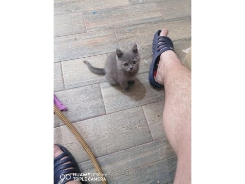 2 aylık dişi british shorthair