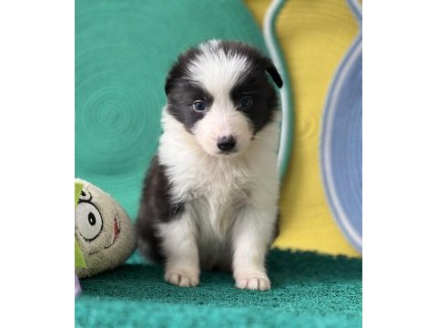Zeka küpü border collie yavrular