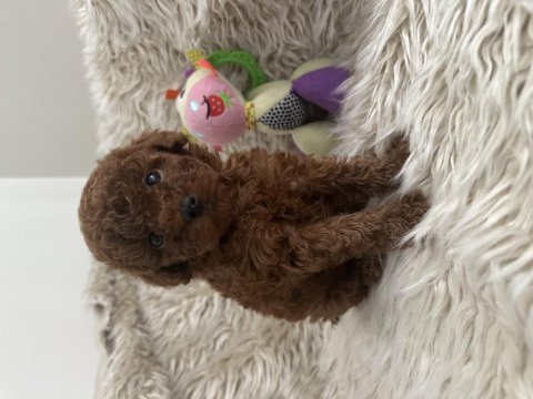 Kore toy poodle dark red brown