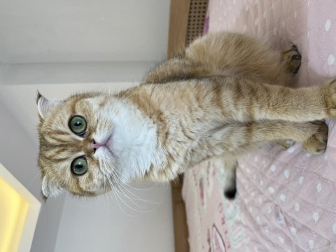Prenses scottish fold kızımıza eş arıyoruz